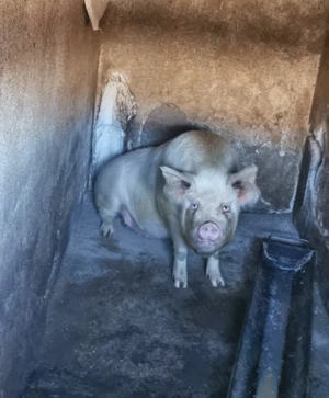 Porci de vânzare crescuți bio în gospodărie între 180-200 kg  - imagine 2