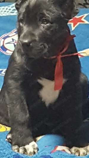 Catei Ciobanesc de Asia Centrala,Alabai,pui,catel ciobanesc