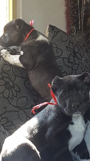 Catei Ciobanesc de Asia Centrala,catel