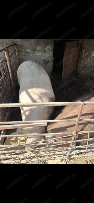 Porci de vânzare o768684II4 - imagine 2