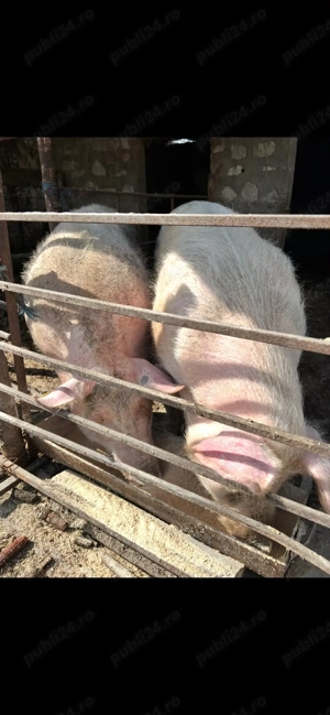 Porci de vânzare o768684II4