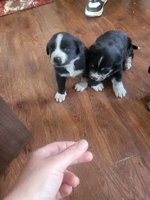 pui canini  - imagine 5