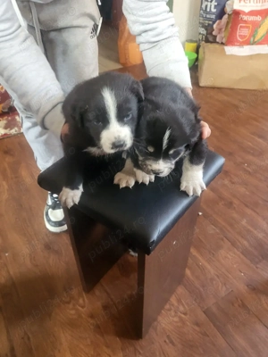 pui canini  - imagine 3