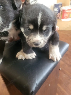 pui canini  - imagine 2