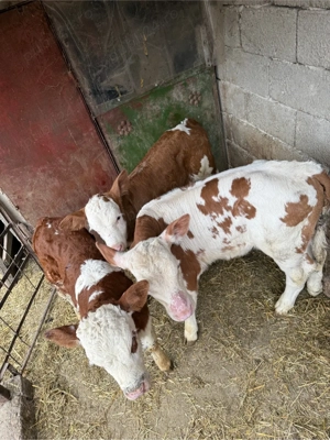 vand vitei 2-3 saptamani