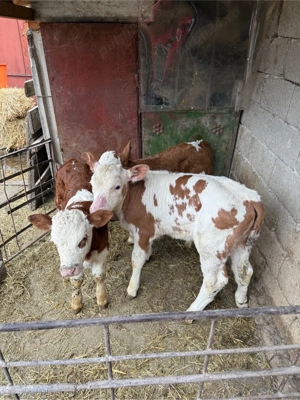 vand vitei 2-3 saptamani - imagine 2