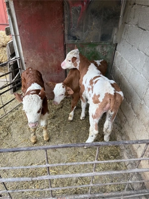 vand vitei 2-3 saptamani - imagine 3