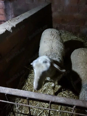 berbec lacaun - imagine 2