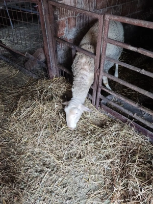 berbec lacaun - imagine 4