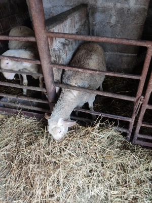 berbec lacaun - imagine 3