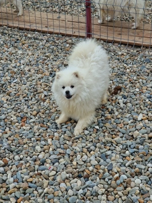 o superbitate de baietel la 1 an - imagine 4