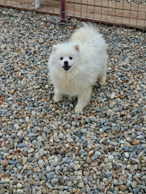 o superbitate de baietel la 1 an - imagine 5