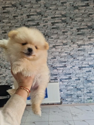 Pomeranian superb ( parinti cu pedigree) - imagine 4