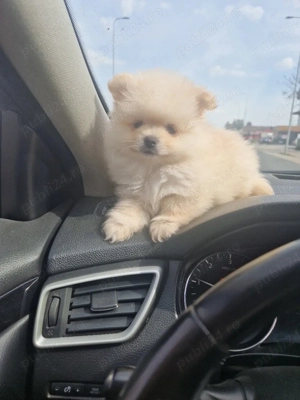 Pomeranian superb ( parinti cu pedigree) - imagine 3