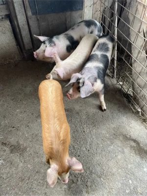 vand soldani - imagine 2