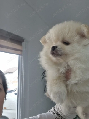 Pomeranian superb ( parinti cu pedigree) - imagine 2