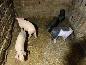 vand soldani - imagine 4