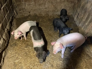 vand soldani - imagine 3