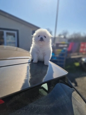 Pomeranian superb  - imagine 4