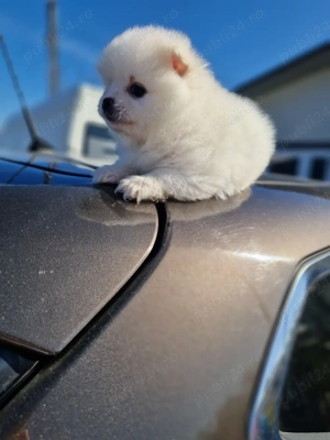 Pomeranian superb  - imagine 5