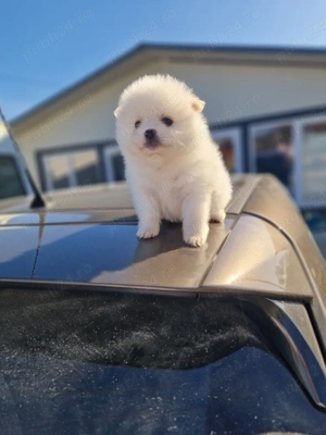 Pomeranian superb  - imagine 2