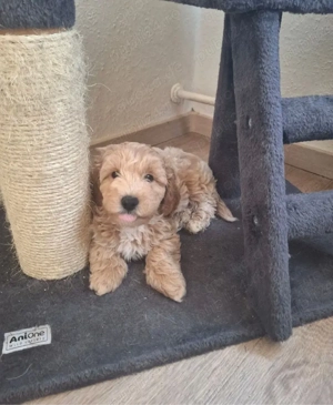 puiuti de mini maltipoo  - imagine 3