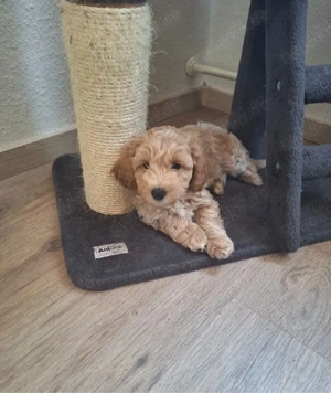 puiuti de mini maltipoo  - imagine 4