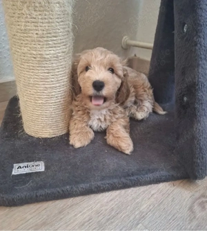 puiuti de mini maltipoo  - imagine 2