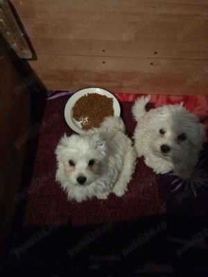 Bichon Maltez 2 Băieți 