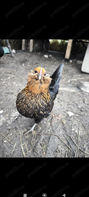 Pereche bărboasă de anvers - imagine 3