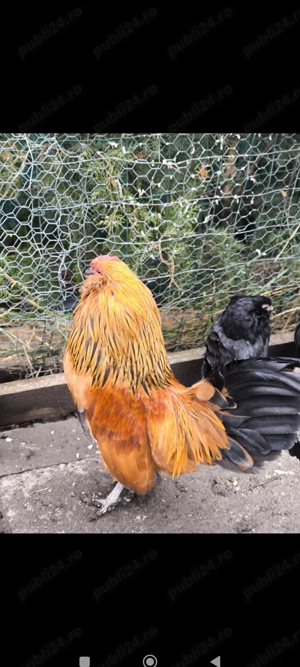 Pereche bărboasă de anvers - imagine 2