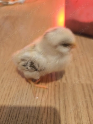 Oua incubat araucana  - imagine 2