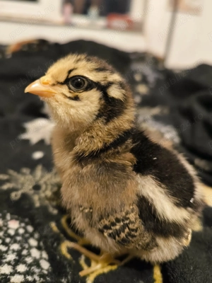 Oua incubat araucana 