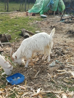 vând 2 țapi. - imagine 2