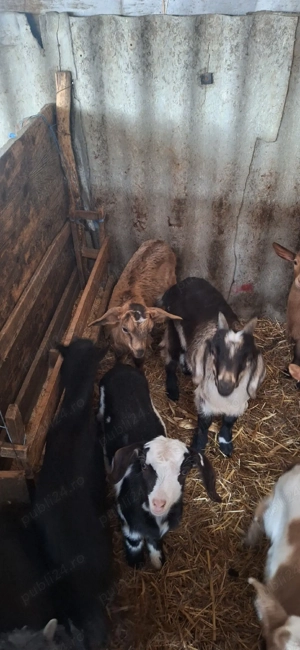 iezi de vânzare in viu - imagine 3