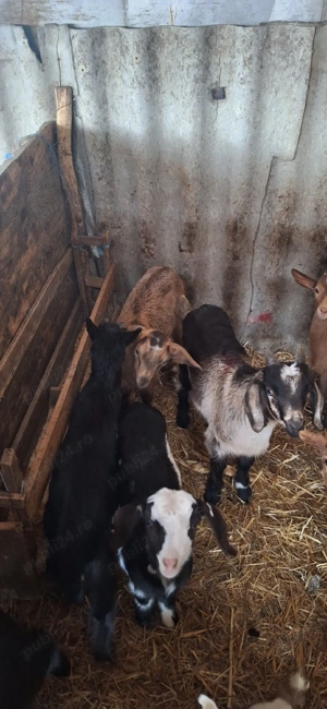 iezi de vânzare in viu - imagine 2