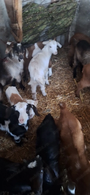 iezi de vânzare in viu