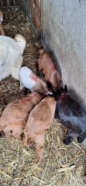 iezi de vânzare in viu - imagine 4