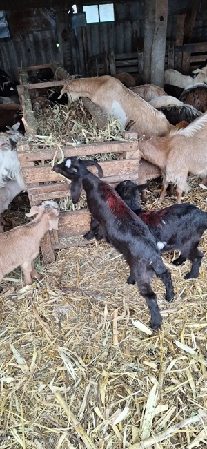 iezi de vânzare in viu - imagine 5