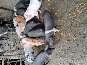 Vând purcei de 8 săptămâni  - imagine 2