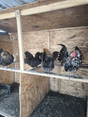 Pereche bărboasă de anvers - imagine 5