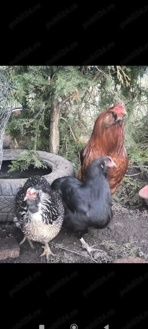 Oua incubat araucana  - imagine 4