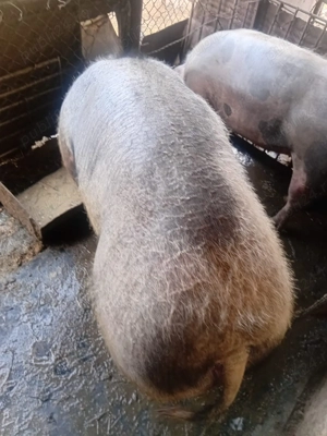 Vând doi porci petrean-belgian - imagine 2