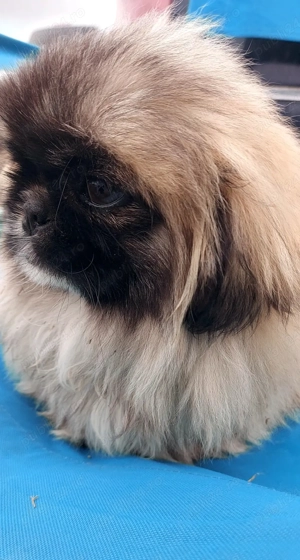 Băiat de 4 luni cu toate vaccinele la zi si carnet de sănătate - imagine 3