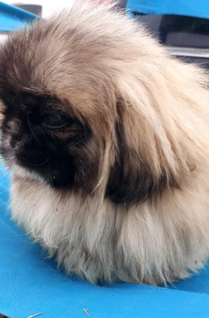 Băiat de 4 luni cu toate vaccinele la zi si carnet de sănătate - imagine 2