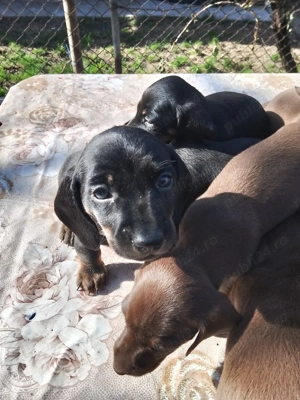 Trei cățeluși își caută  nouă  - imagine 3