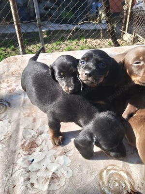 Trei cățeluși își caută  nouă  - imagine 2