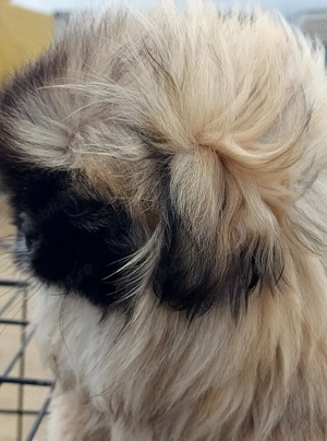 Băiat de 4 luni cu toate vaccinele la zi si carnet de sănătate - imagine 4