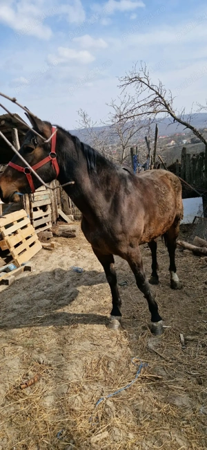 vând sau schimb  - imagine 2