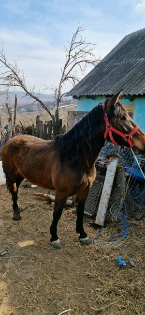 vând sau schimb  - imagine 3